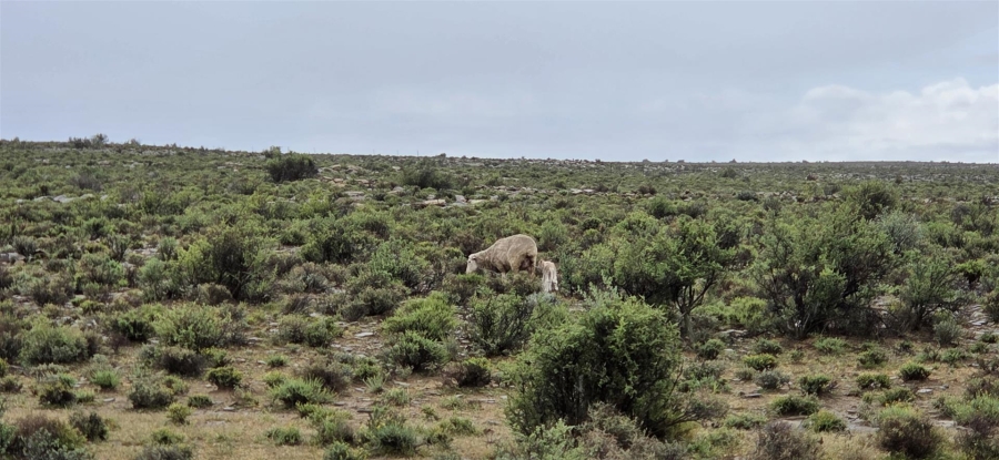 4 Bedroom Property for Sale in Fraserburg Rural Northern Cape